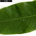 SpeciesSub: subsp. occidentalis